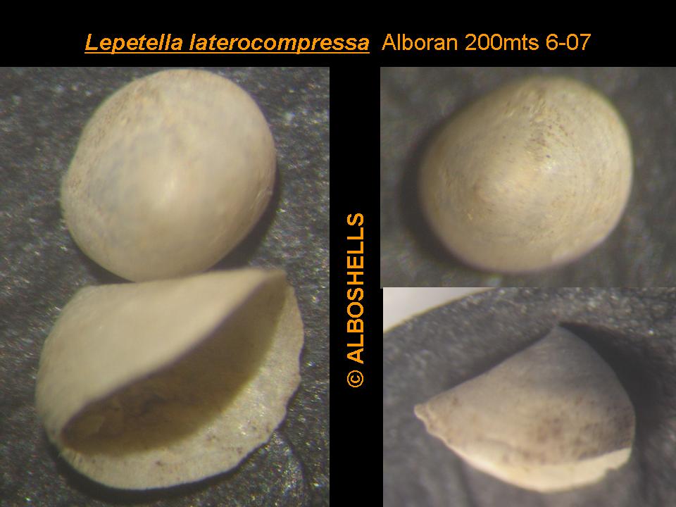 Lepetella espinosae ?  Isla de Alboran